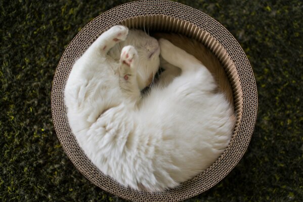 A white fluffy kitten curled up in a basket