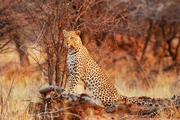 A majestic leopard sits on a fallen tree looking for prey