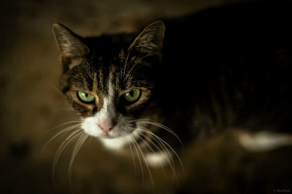 Süße Katze mit grünen Augen