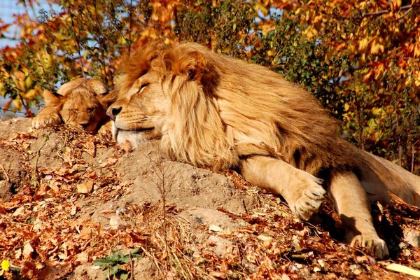 Leone con cucciolo di leone crogiolarsi al sole