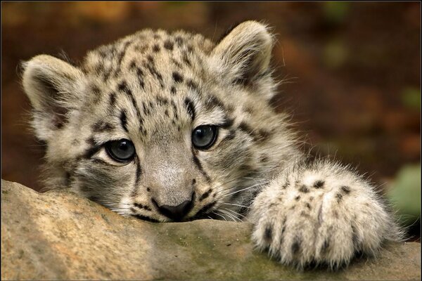 Il giovane leopardo delle nevi non ha uno sguardo malvagio ma una zampa potente