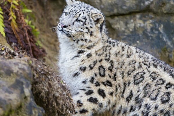 Leopardo delle nevi sullo sfondo della natura estiva