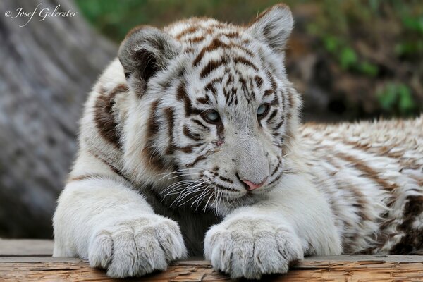 Der weiße Raubtier ist ein junger Tiger