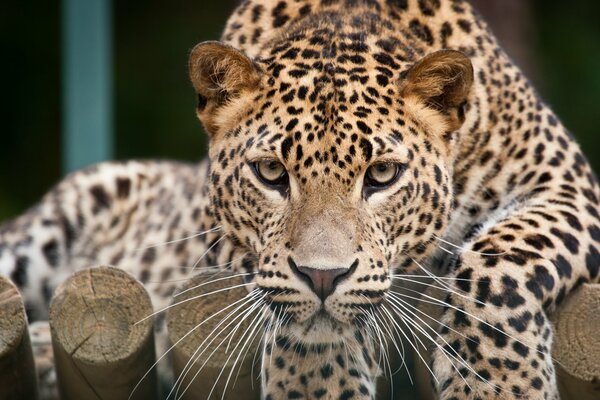 Дикая кошка леопард заинтересована