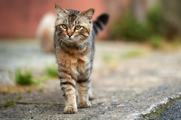 Grau gestreifte Katze geht die Straße entlang