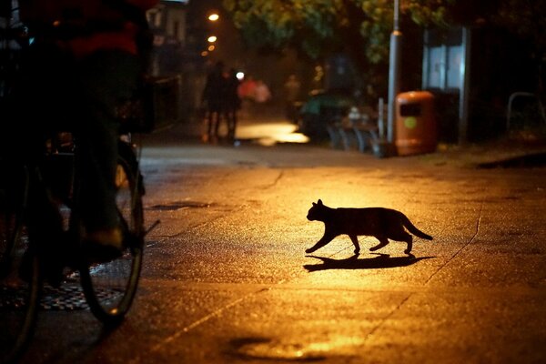 Gato en la ciudad nocturna