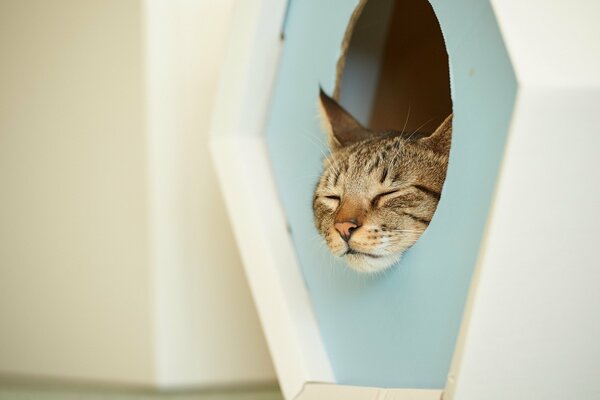 A gray cat sleeps in a cat house