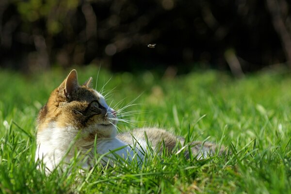 Cute mustachioed cat in the green grass