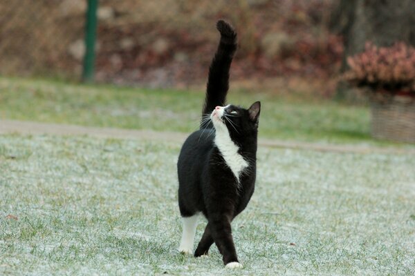 Черно-белый кот на зелёной траве