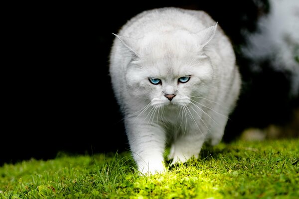 A beautiful white cat walks on the grass