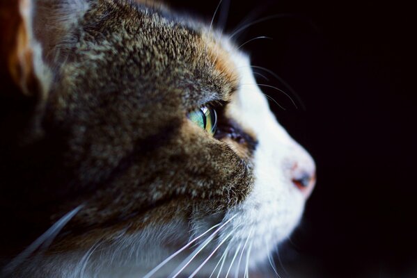 Profile of a white-gray cat on a black background