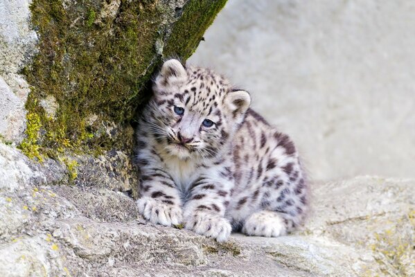 A snow leopard kitten looks into the camera