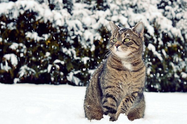 Zielonooki kot zszokowany swoją pierwszą zimą siedzi w śniegu