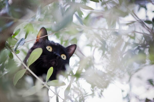 Chasse au chat noir sur les branches