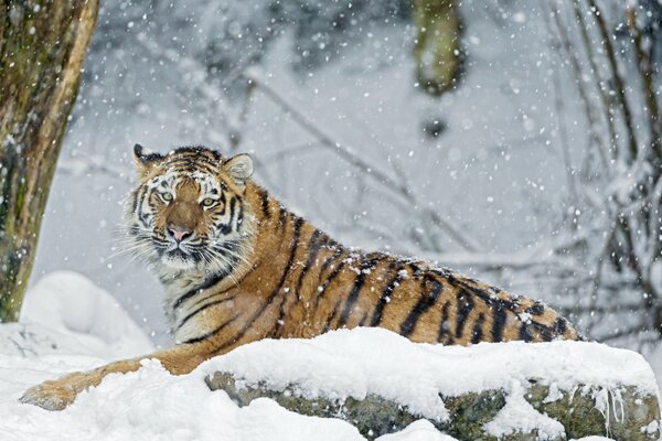 La tigre giace su una roccia innevata