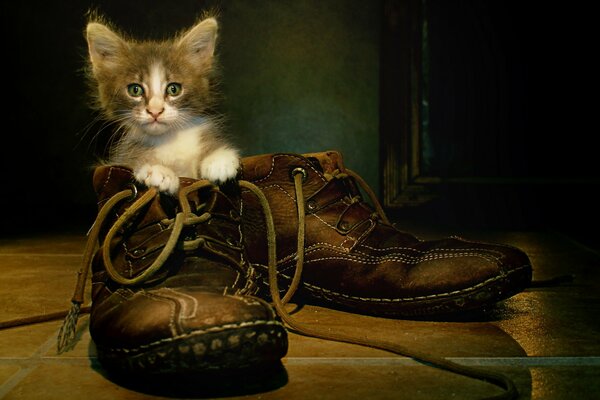 Милый котёнок сидит в ботинке