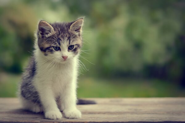 A deep and thoughtful look of a little kitten