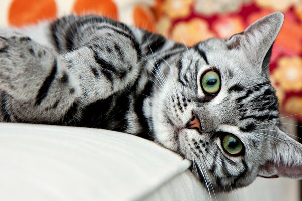 Chat gris couché sur le lit