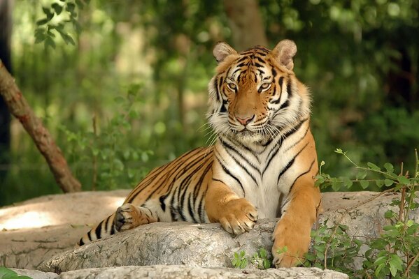 Le tigre repose sur les rochers