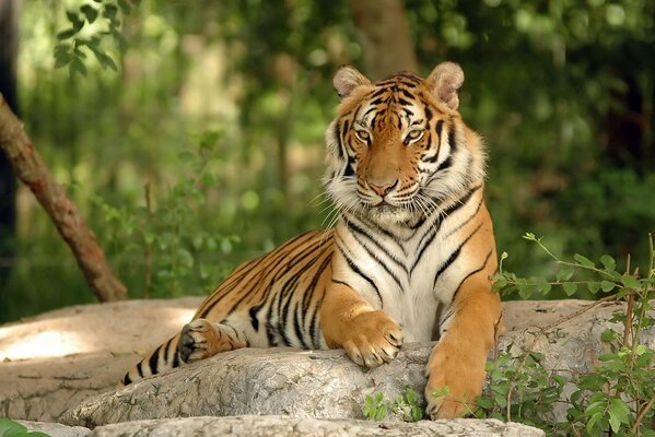 Тигр отдыхает на камнях