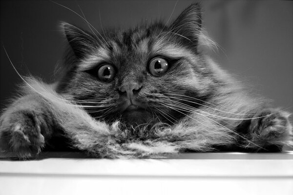 Hermoso gato con ojos maravillosos