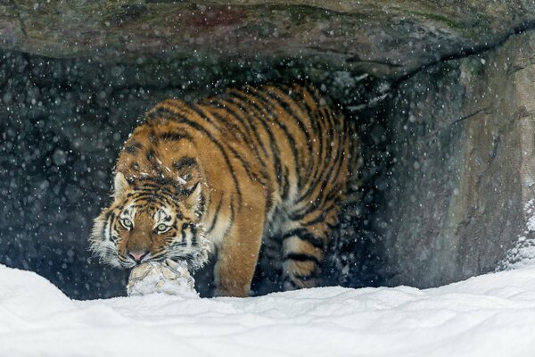 Tigre de l amour joue dans la neige