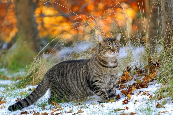 Seltsam. das Gras ist noch grün und der Schnee liegt