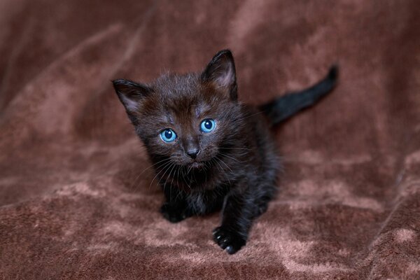 Pequeño gatito negro sobre fondo rojo