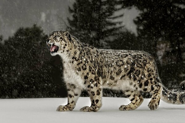 Snow leopard growls in winter