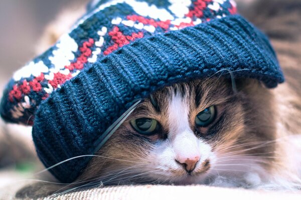 Кошачья мордочка в зимней шапочке