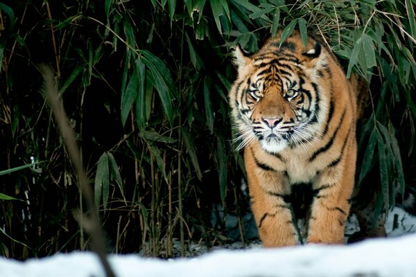 Tiger auf dem Hintergrund von grünen Blättern und Schnee