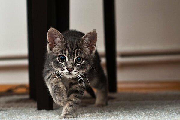 Cute kitten looks into the very soul