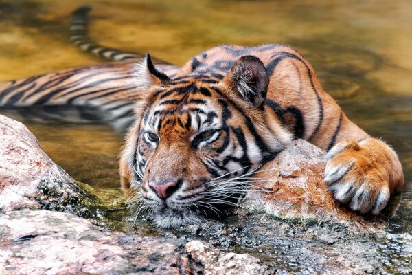 Tiger versteckt sich auf Beute warten