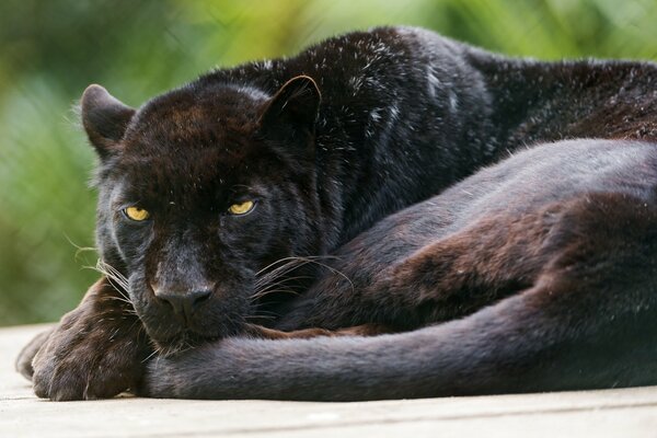 Un leopardo negro melancólico acecha