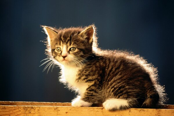 Striped kitten sitting on the fence