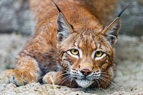 The gaze of a predatory cat