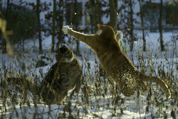 Les chats jouent sur la neige