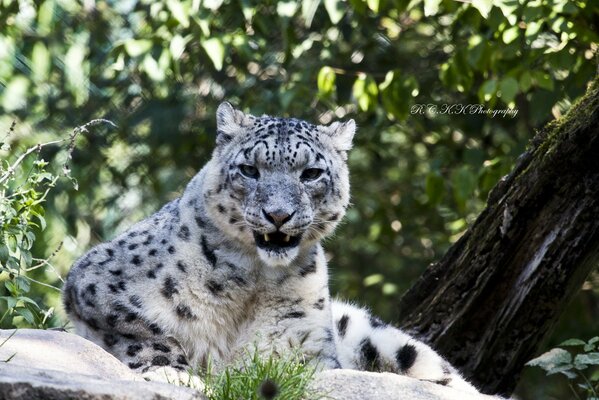 Leopardo delle nevi che riposa su una roccia