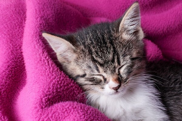 Chaton endormi enveloppé dans un plaid