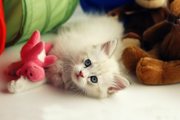 A little kitten is playing with a toy