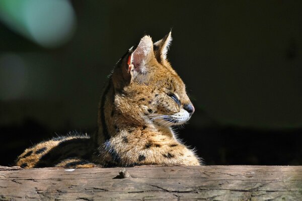 Serval satisfecho tomando el sol