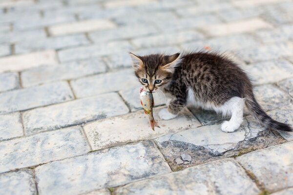 Spotted kitten with a fish in its teeth