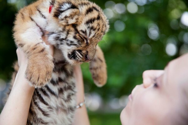 Cucciolo di tigre domestico tenuto in mano nelle mani di una ragazza