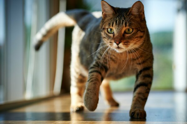 Il gatto si intrufola in una stanza piena di luce solare