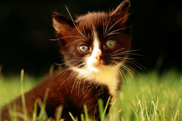 Macro d un chaton noir sur l herbe