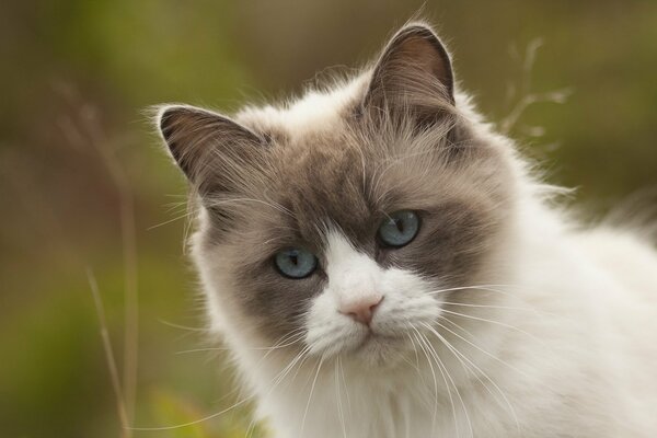 Schöne blauäugige Katze im Hintergrund der Natur