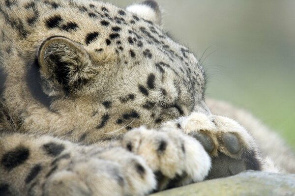 The snow leopard sleeps safely