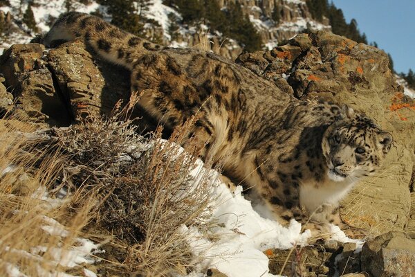 Snow leopard lurks among the rocks