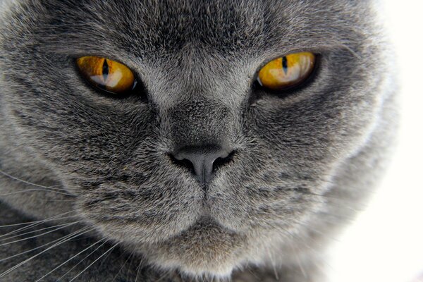 Boca de gato con ojos anaranjados