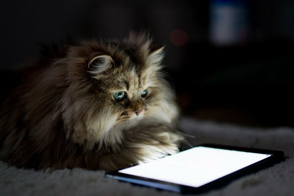 Die Katze liegt mit einem Tablet auf dem Bett